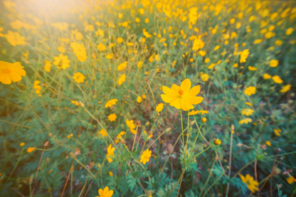 Yellow Flowers Photograph Print 100% Australian Made