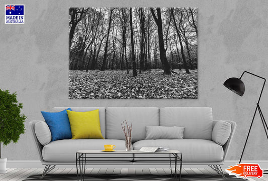 Creepy Forest B&W View Photograph Print 100% Australian Made