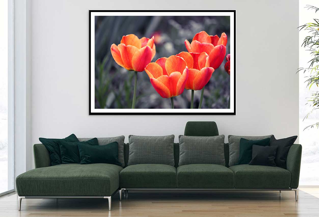 Orange Tulips with B&W View Photograph Home Decor Premium Quality Poster Print Choose Your Sizes