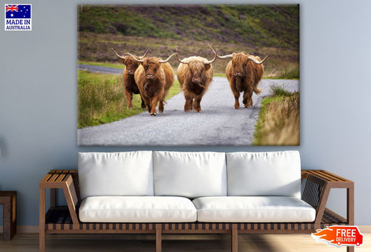 Highland Cow Herd Walking Photograph Print 100% Australian Made