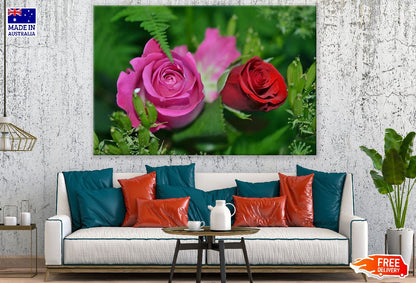 Pink & Red Roses Flower Closeup Photograph Print 100% Australian Made