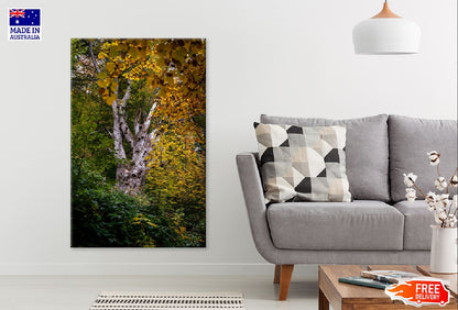 Tree with Yellow Autumn Leaves Photograph Print 100% Australian Made