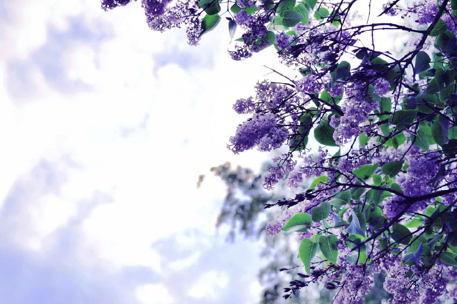 Purple Lilac Flowers Branch View Photograph Print 100% Australian Made