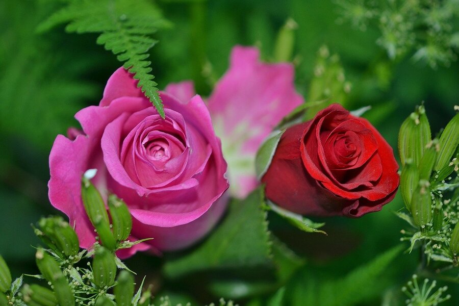Pink & Red Roses Flower Closeup Photograph Print 100% Australian Made
