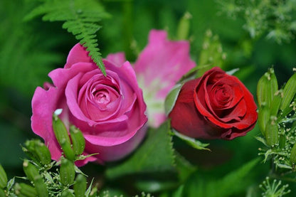 Pink & Red Roses Flower Closeup Photograph Print 100% Australian Made