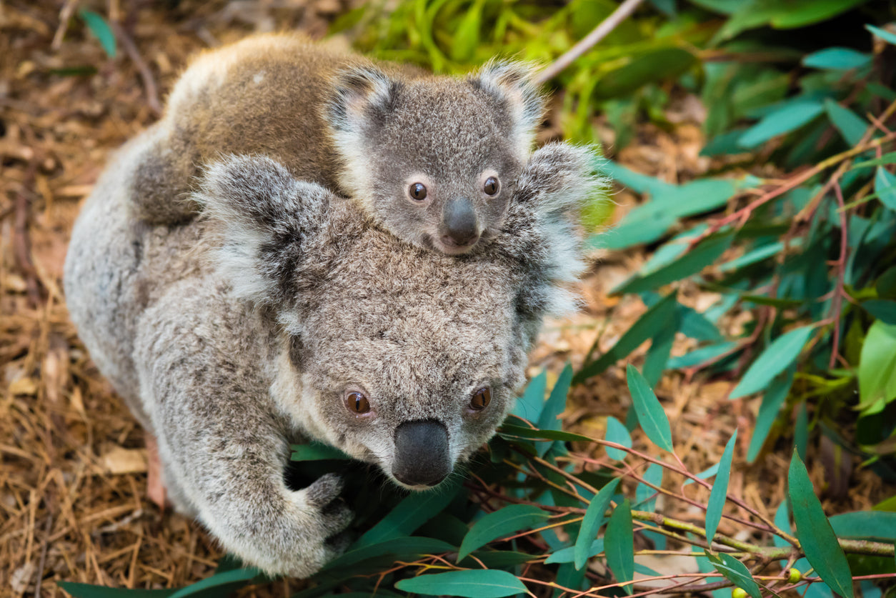 Koala Bear Mom & Baby Photograph Print 100% Australian Made