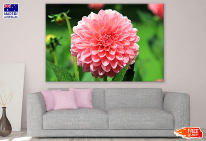 Dahlia Flower Closeup Photograph Print 100% Australian Made