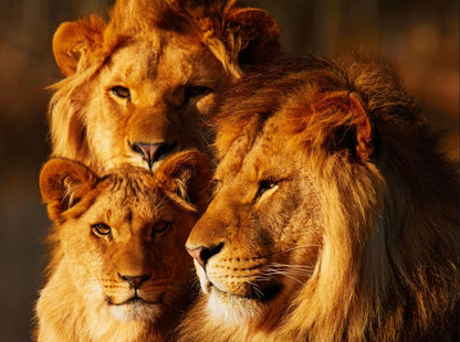 Lion Family Closeup Photograph Home Decor Premium Quality Poster Print Choose Your Sizes