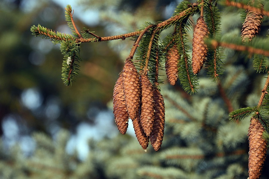 Brown Pine Cones Tree Photograph Print 100% Australian Made