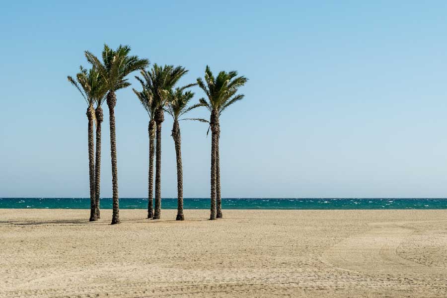 Palm Trees Near Beach Photograph Print 100% Australian Made