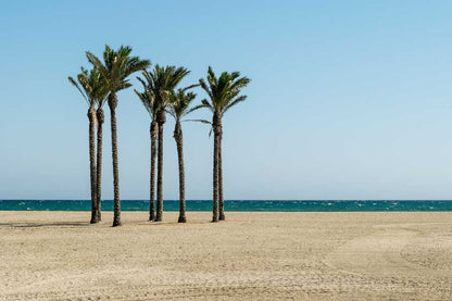 Palm Trees Near Beach Photograph Print 100% Australian Made