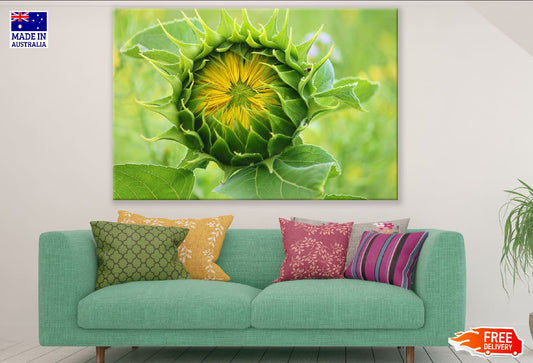 Sunflower Bud Closeup Photograph Print 100% Australian Made