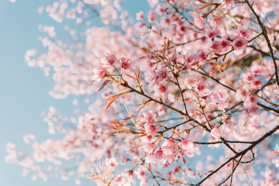 Pink Cherry Blossom Flowers View Photograph Print 100% Australian Made