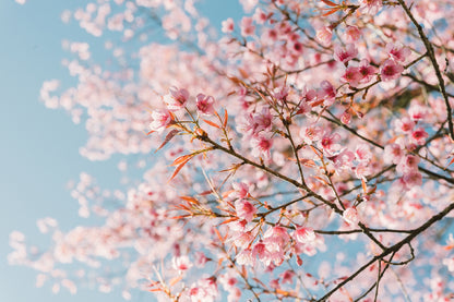 Pink Cherry Blossom Flowers View Photograph Print 100% Australian Made