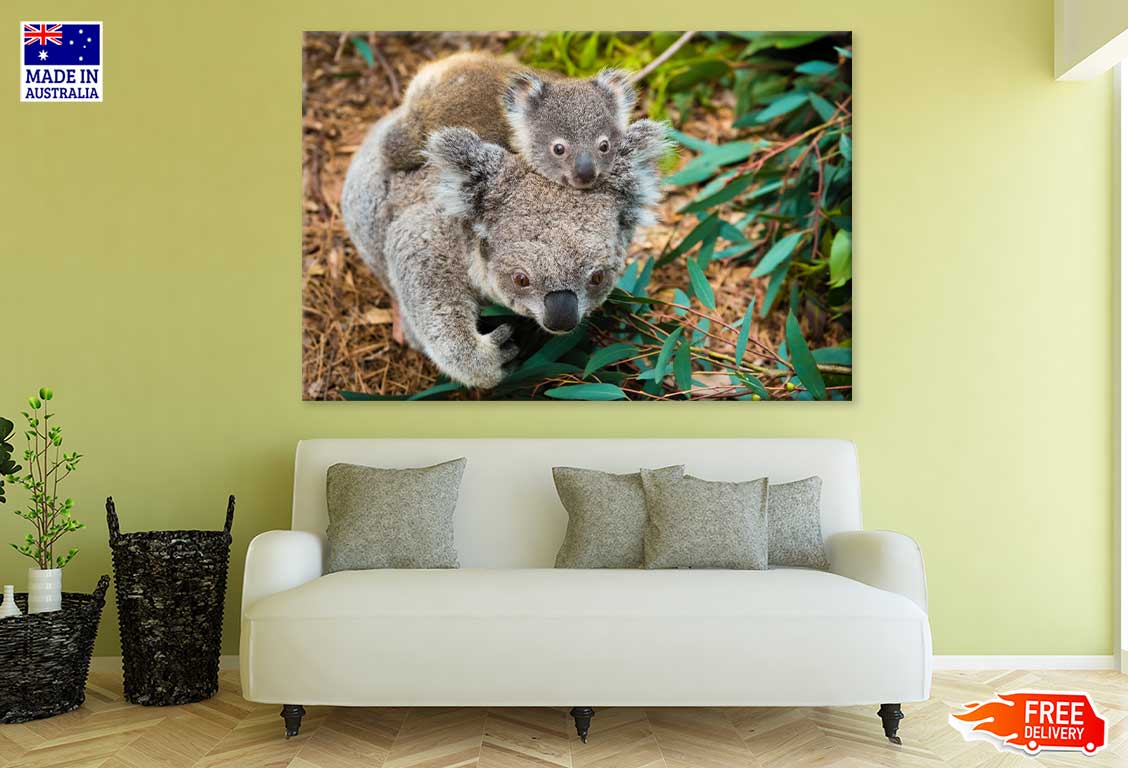 Koala Bear Mom & Baby Photograph Print 100% Australian Made