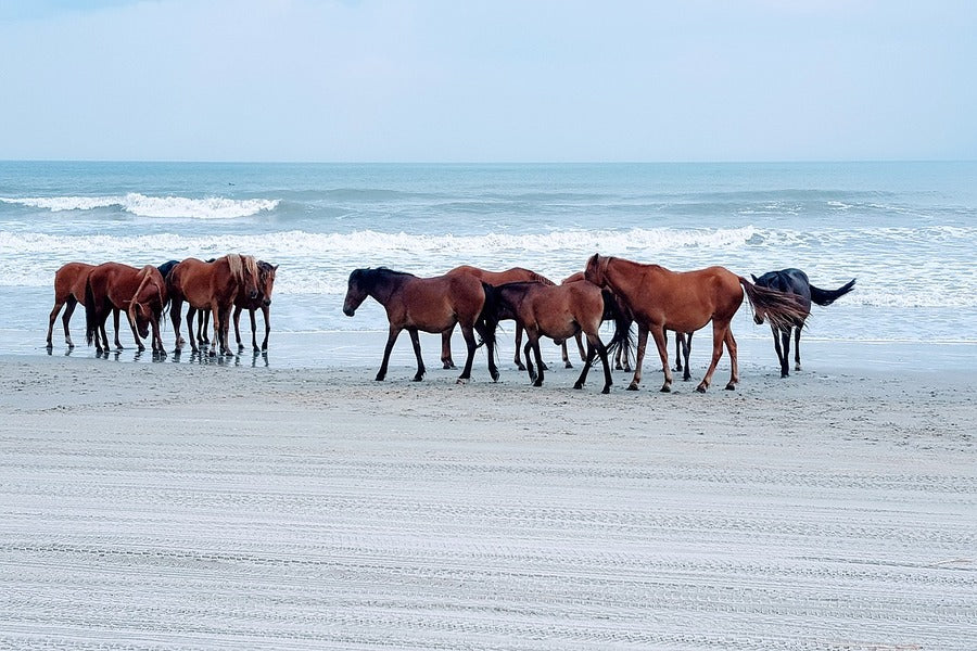Horses on Sea Shore Photograph Print 100% Australian Made