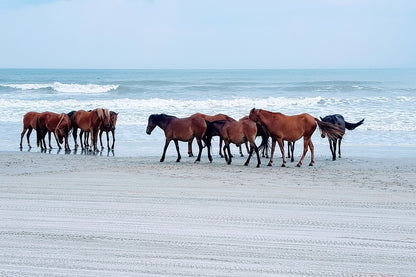 Horses on Sea Shore Photograph Print 100% Australian Made
