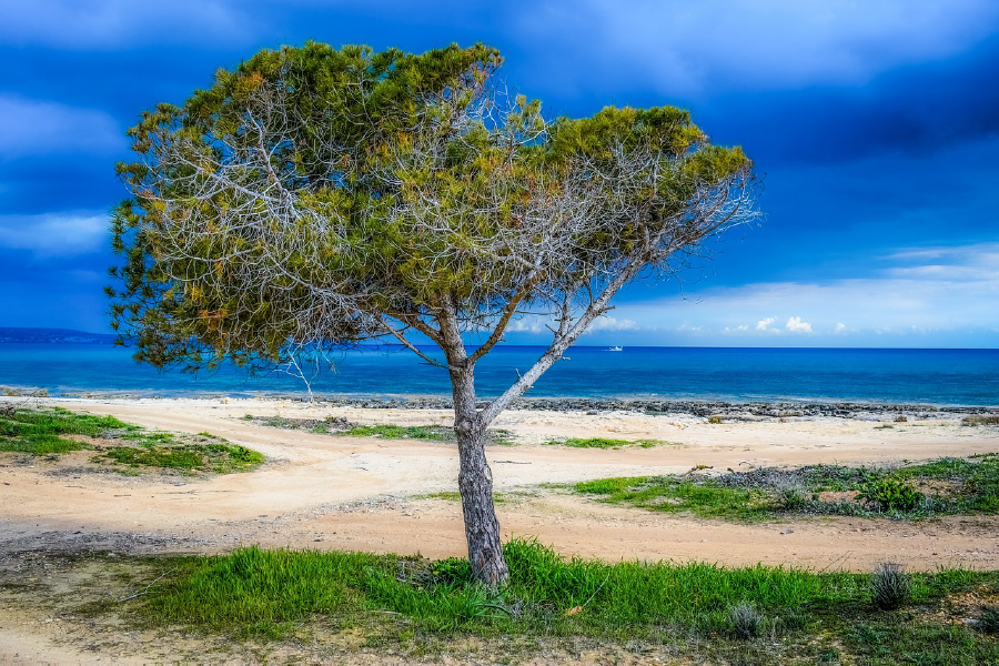 Tree & Sea Scenery Photograph Print 100% Australian Made