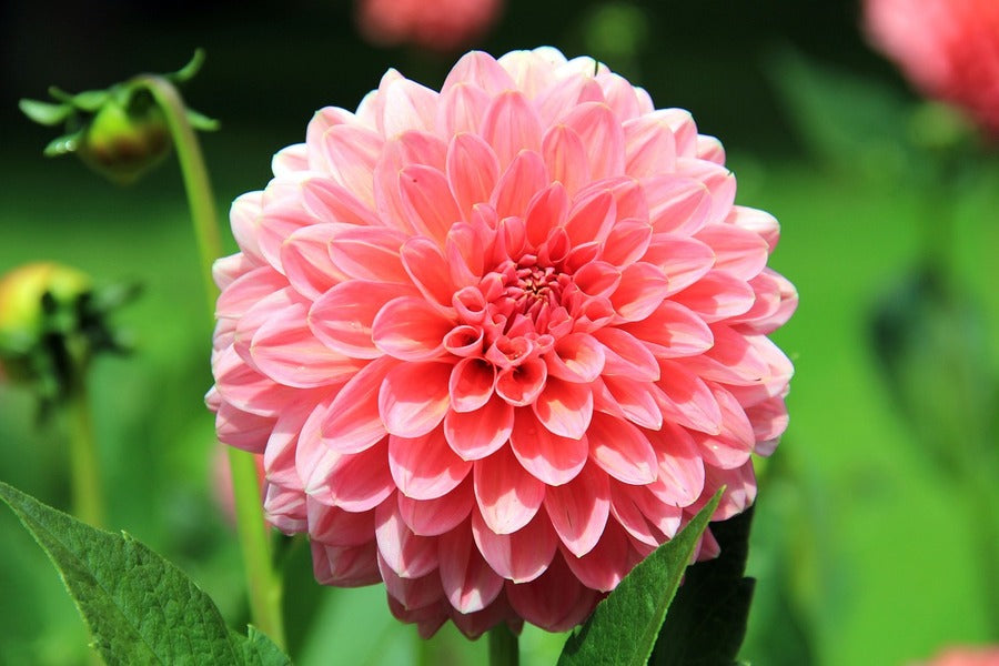 Dahlia Flower Closeup Photograph Print 100% Australian Made