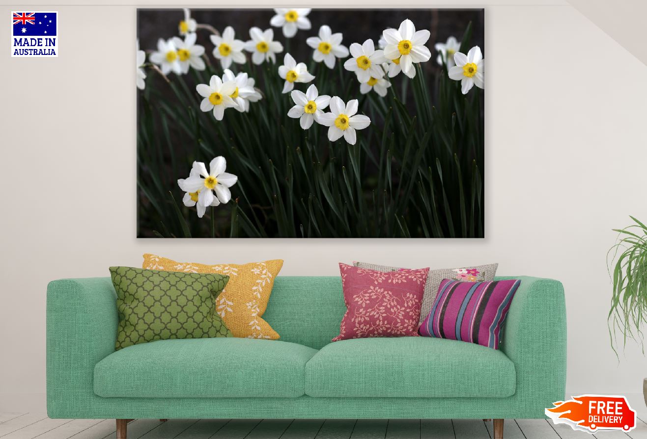 White Daffodil Flowers Photograph Print 100% Australian Made