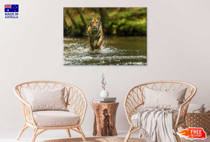 Tiger Running over Forest Lake View Photograph Print 100% Australian Made