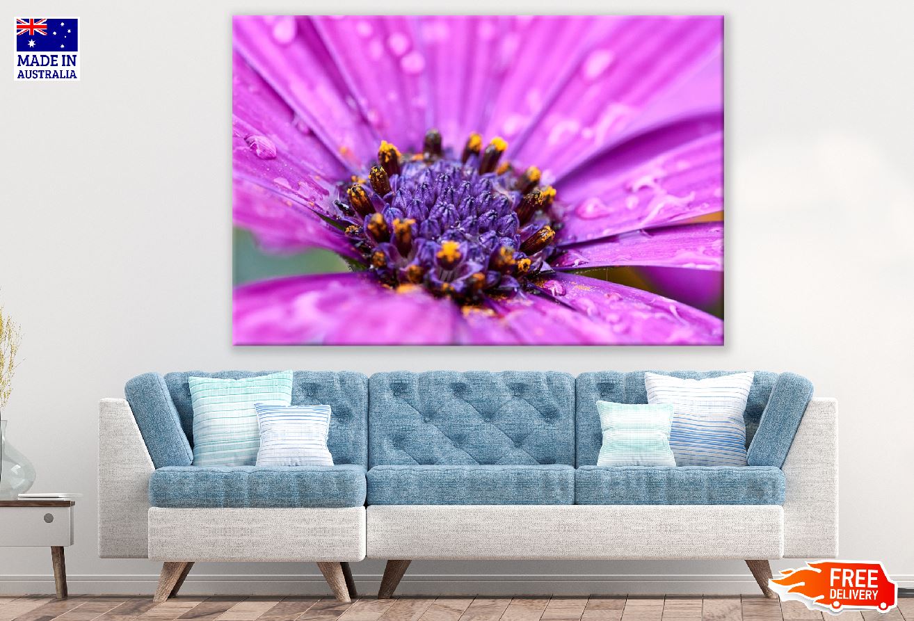 Pink African Daisy Flower Closeup Photograph Print 100% Australian Made