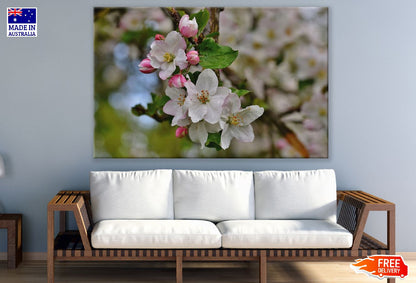 Cherry Blossom Flowers Photograph Print 100% Australian Made