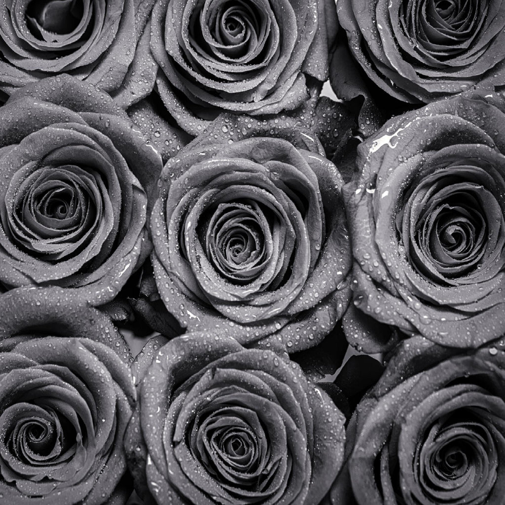 Square Canvas Water Drops on Roses B&W View High Quality Print 100% Australian Made