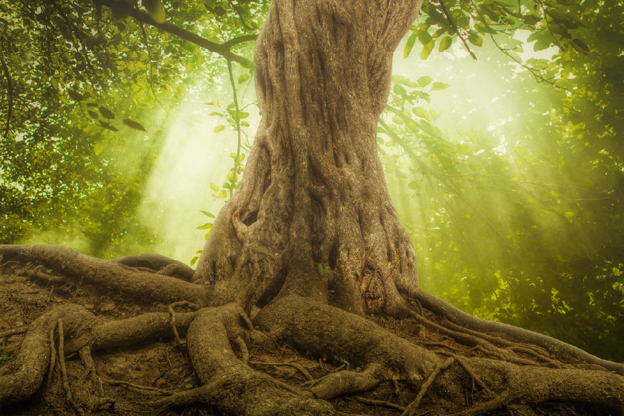 Big Tree Roots & Sunshine Forest View Photograph Home Decor Premium Quality Poster Print Choose Your Sizes