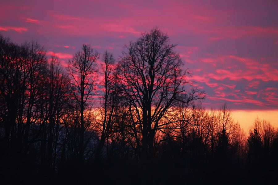 Dead Trees & Colorful Clouds View Photograph Print 100% Australian Made