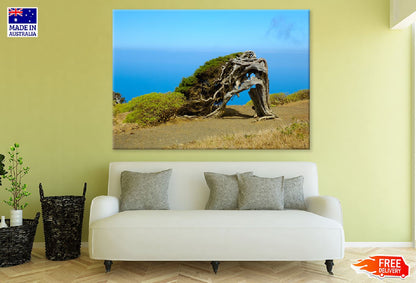 Juniper Tree on Hill Sky View Photograph Print 100% Australian Made