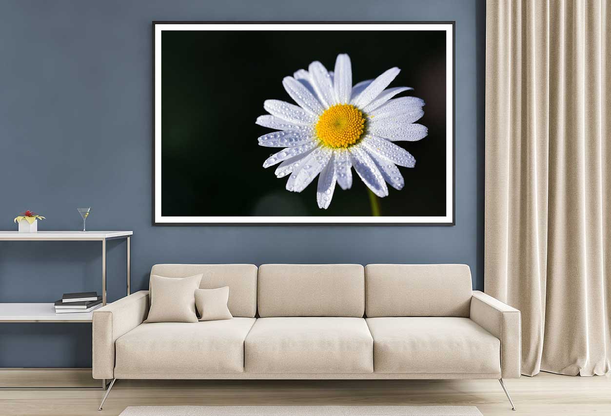 White Daisy Flower on Dark View Photograph Home Decor Premium Quality Poster Print Choose Your Sizes