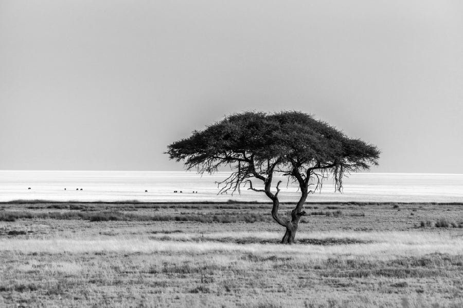 Lonely Tree in Field B&W View Photograph Print 100% Australian Made