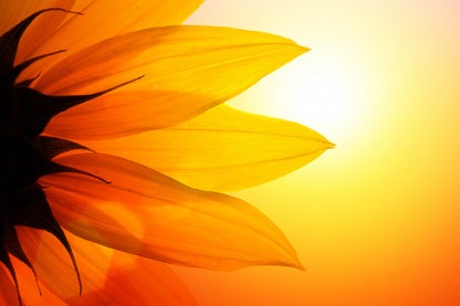 Sunflower Petals Sunset View Photograph Print 100% Australian Made