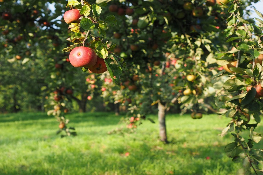 Apples Trees Closeup Photograph Print 100% Australian Made