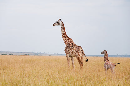 Giraffe with Baby Giraffe on Field View Photograph Print 100% Australian Made