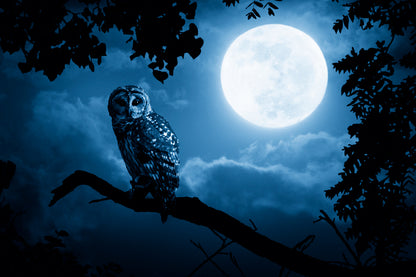 Bright Moon & Barred Owl on Tree Photograph Print 100% Australian Made