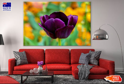 Purple Tulip Flower Closeup Photograph Print 100% Australian Made