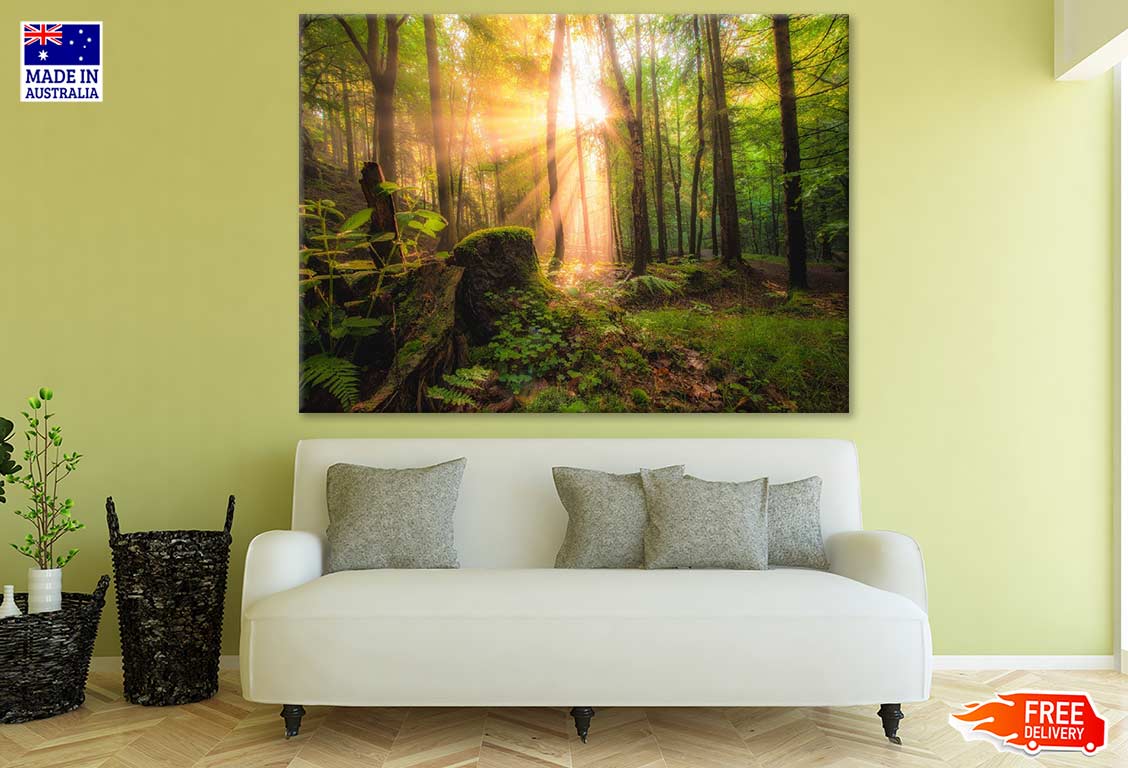 Sunrays in Forest Photograph Print 100% Australian Made