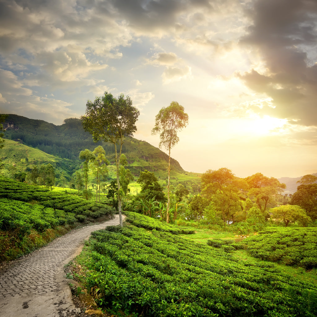 Square Canvas Green Tea Garden Nuwaraeliya Photograph High Quality Print 100% Australian Made