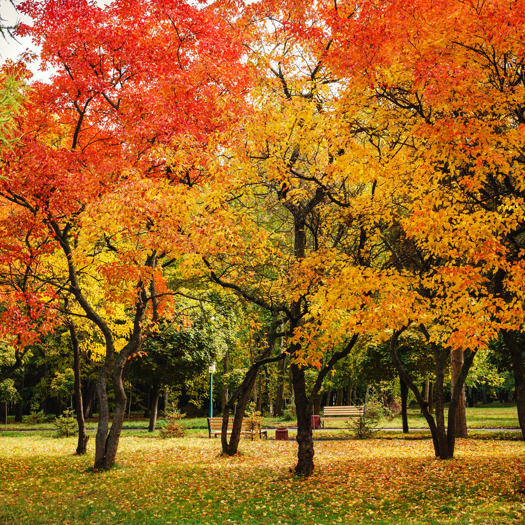 Square Canvas Red Yellow Autumn Trees View Photograph High Quality Print 100% Australian Made