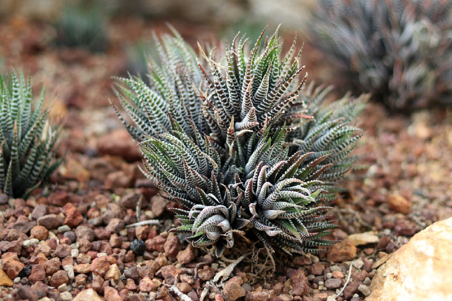 Shrubland Plant Closeup View Photograph Print 100% Australian Made