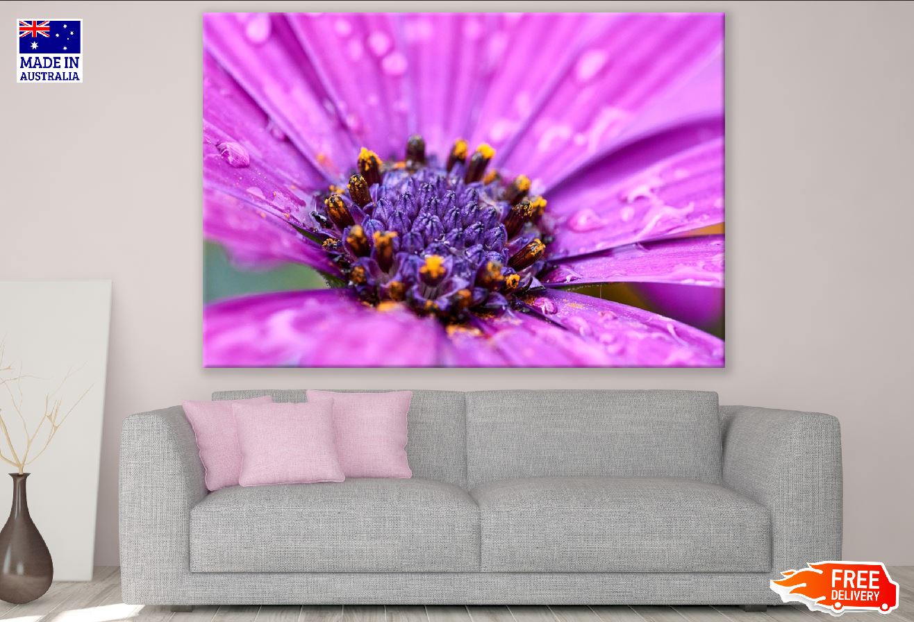 Pink African Daisy Flower Closeup Photograph Print 100% Australian Made