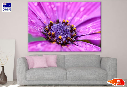 Pink African Daisy Flower Closeup Photograph Print 100% Australian Made