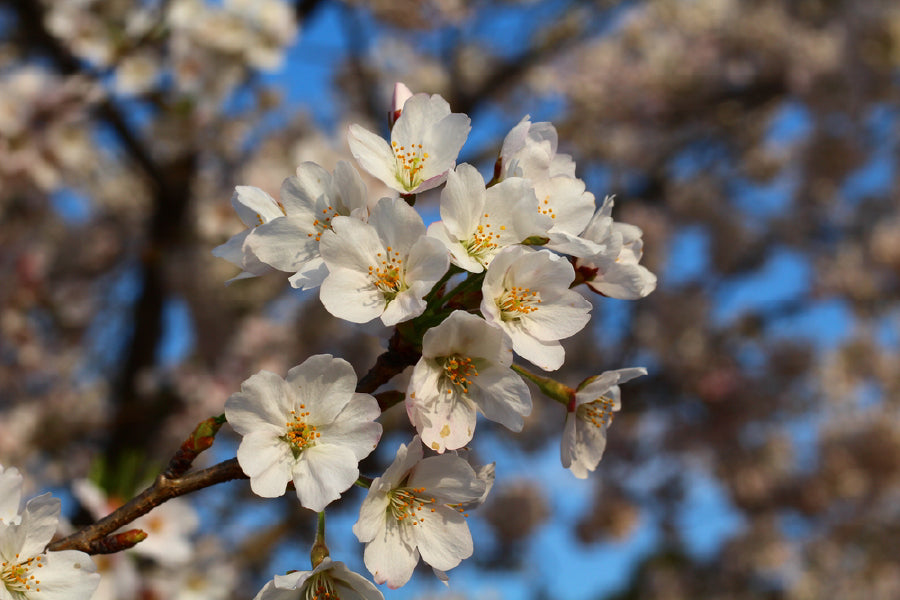 White Blossom Flowers Photograph Print 100% Australian Made