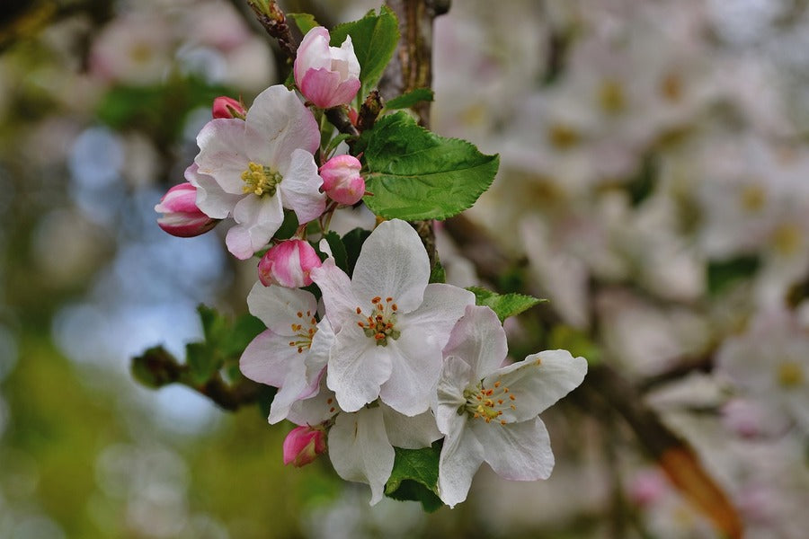 Cherry Blossom Flowers Photograph Print 100% Australian Made