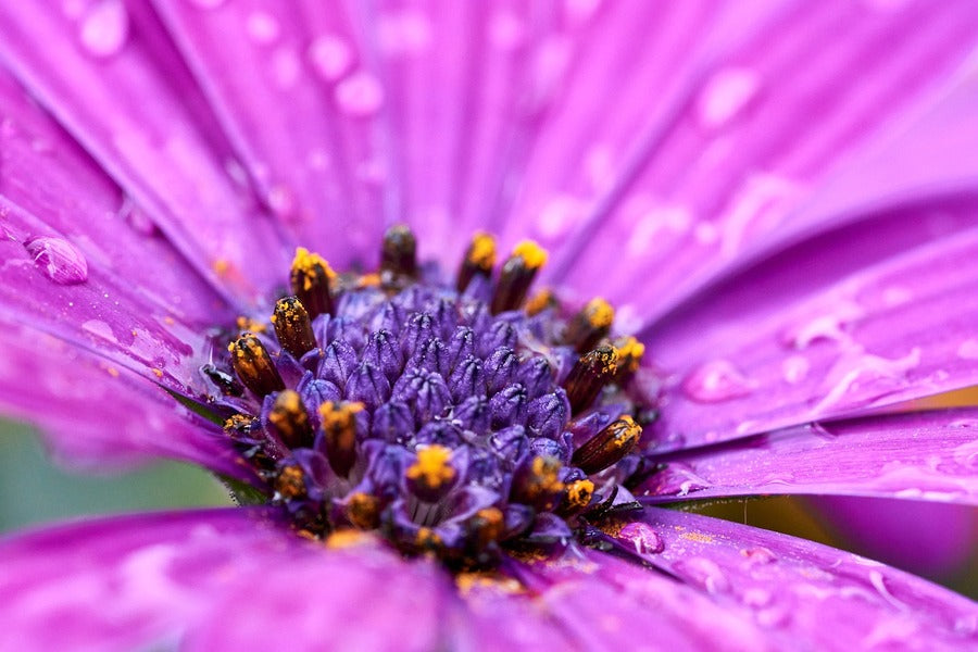 Pink African Daisy Flower Closeup Photograph Print 100% Australian Made