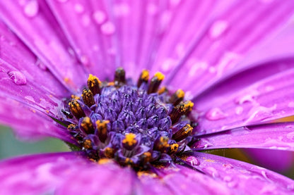 Pink African Daisy Flower Closeup Photograph Print 100% Australian Made