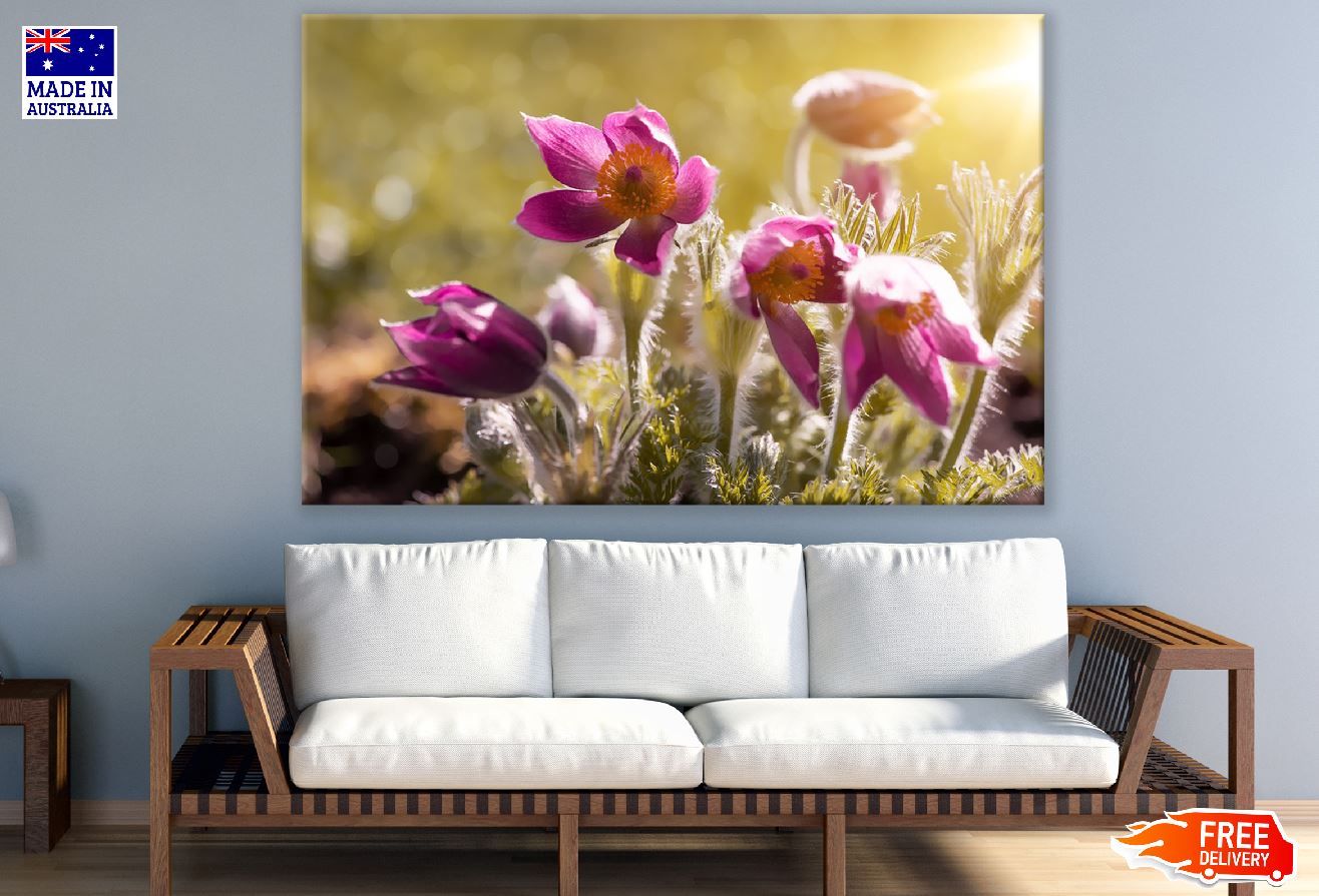 Pink Anemones Flower Spring Sunset Photograph Print 100% Australian Made