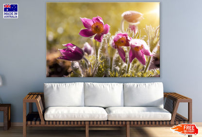 Pink Anemones Flower Spring Sunset Photograph Print 100% Australian Made